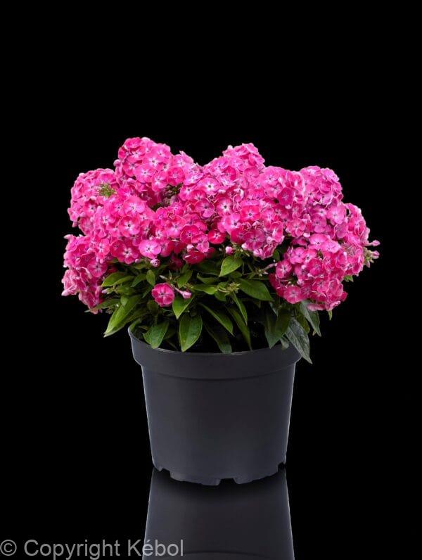 Phlox Bambini Sweet Tart