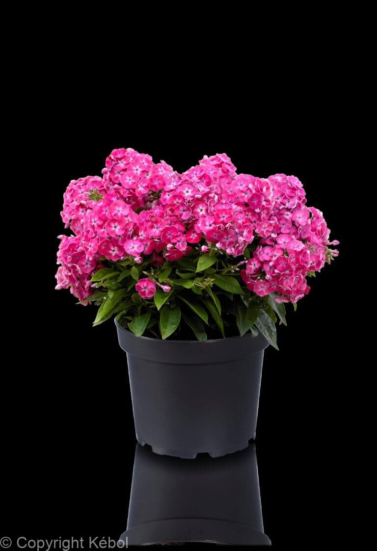 Phlox Bambini Sweet Tart