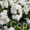Phlox David