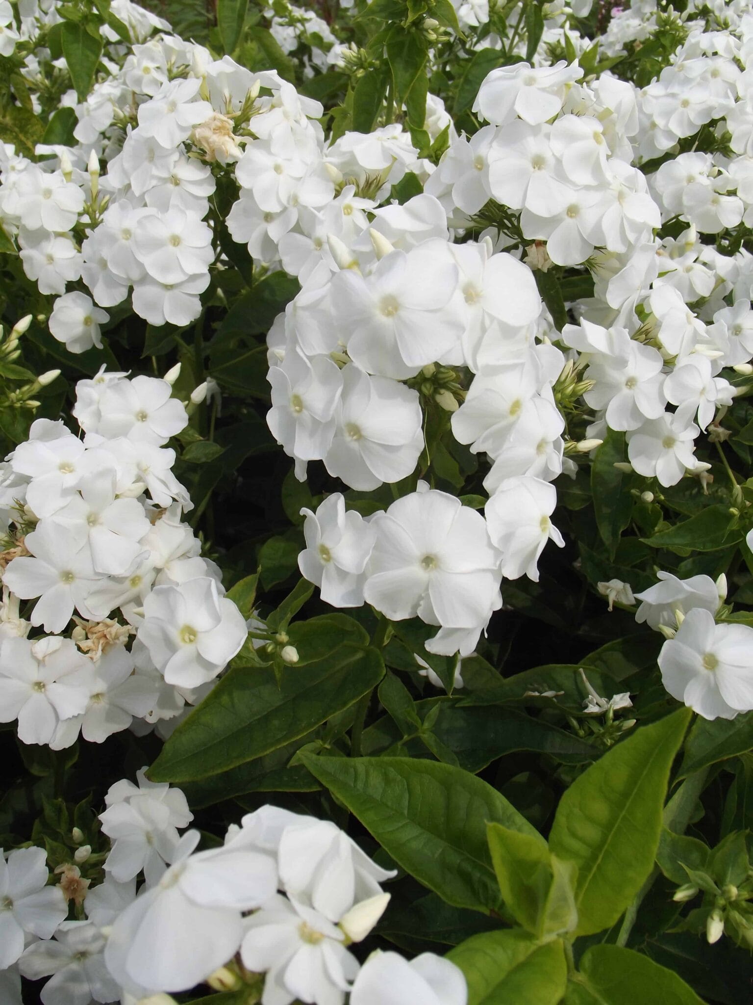 Phlox David