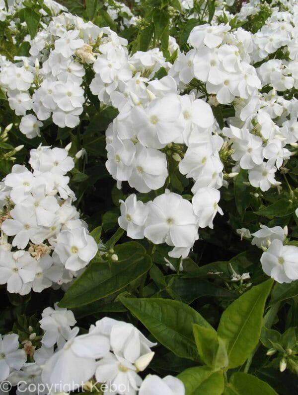 Phlox David