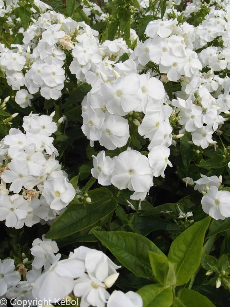 Phlox David