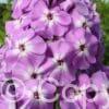 Phlox Goliath
