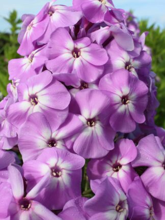 Phlox Goliath - bag