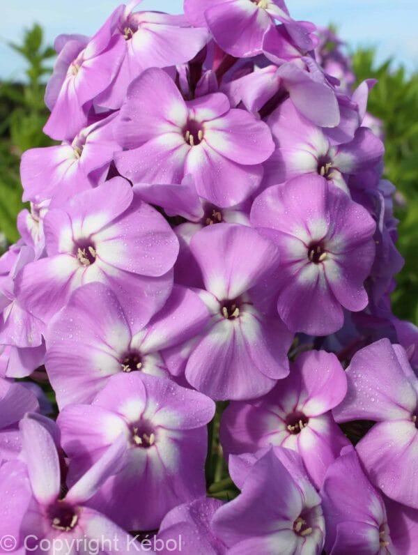 Phlox Goliath