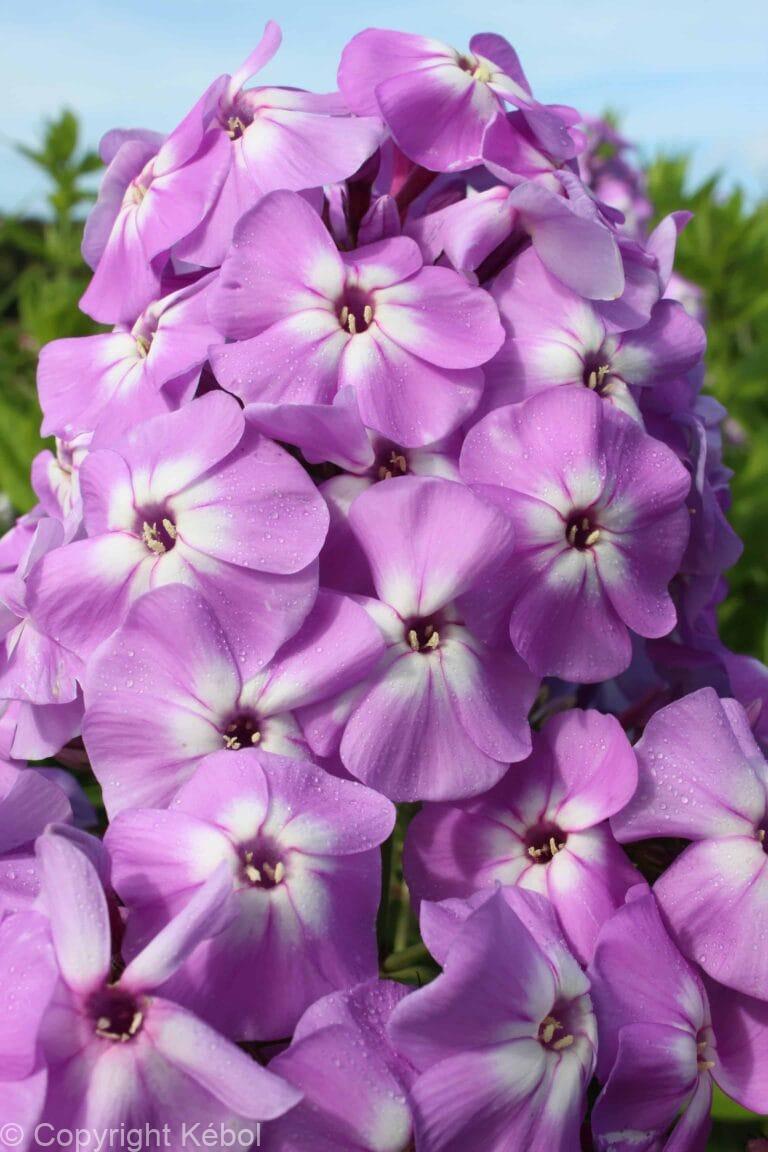 Phlox Goliath