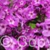 Phlox Little Laura