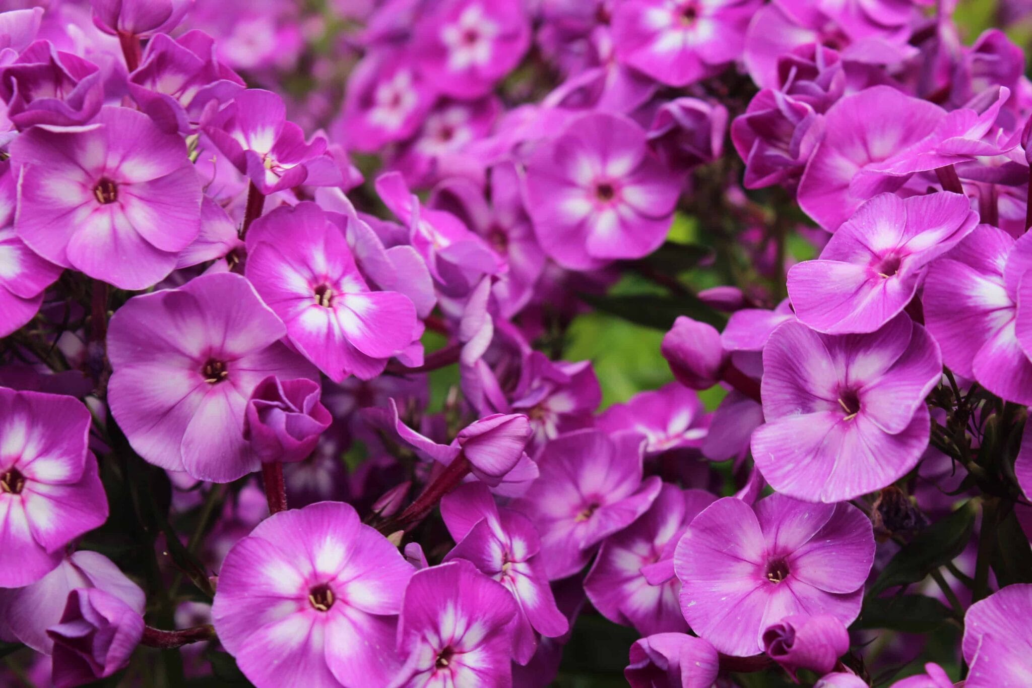 Phlox Little Laura