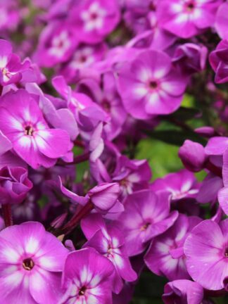 Phlox Little Laura - bag