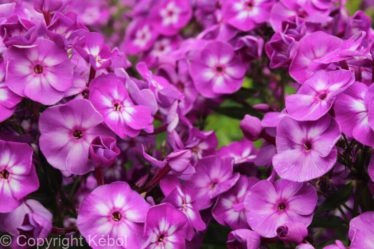 Phlox Little Laura