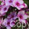 Phlox Neon Flare Blue
