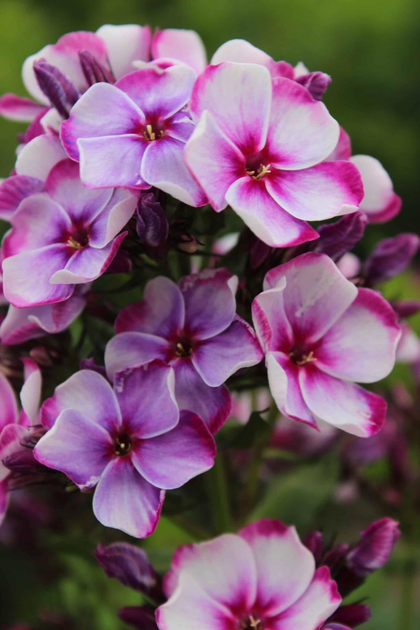 Phlox Neon Flare Blue