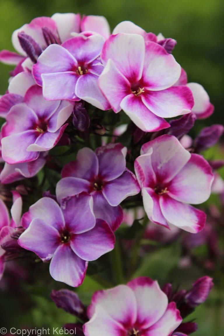 Phlox Neon Flare Blue