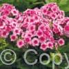 Phlox Stars and Stripes