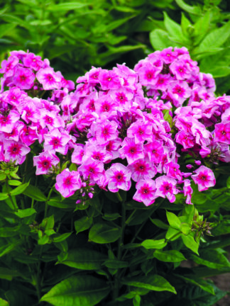 Phlox Stars and Stripes - bag