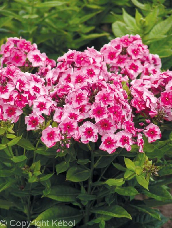 Phlox Stars and Stripes