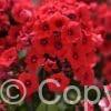 Phlox Tequila Sunrise