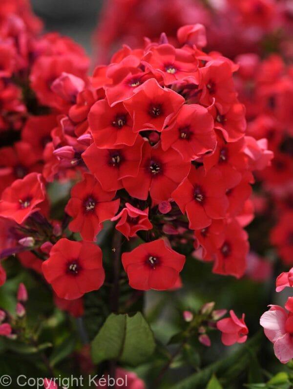 Phlox Tequila Sunrise
