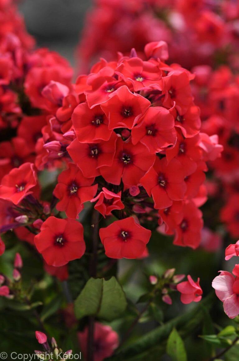Phlox Tequila Sunrise