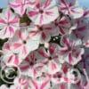 Phlox Twister
