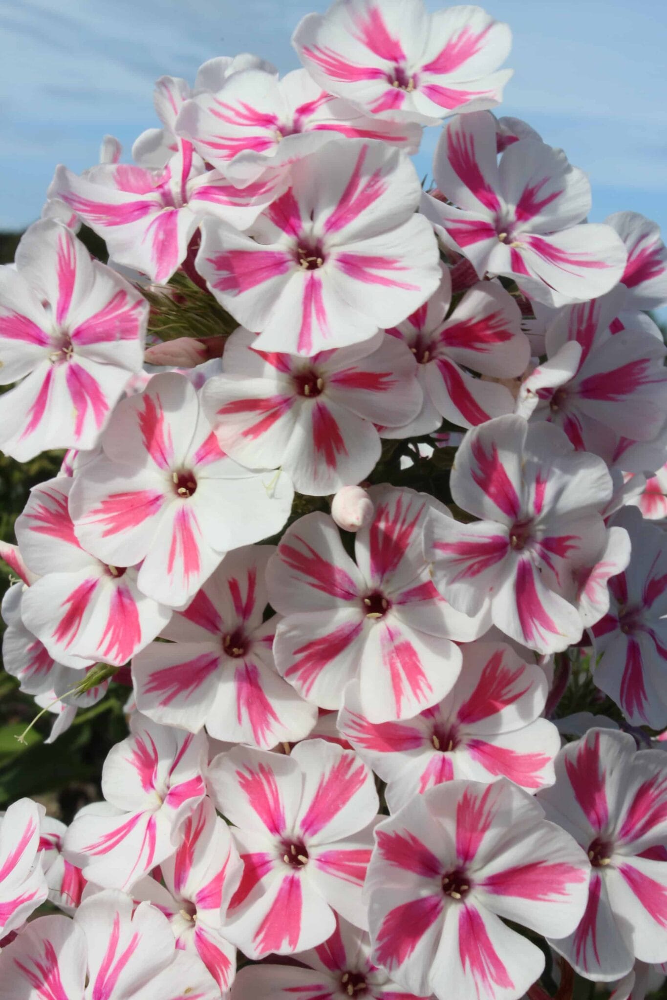 Phlox Twister