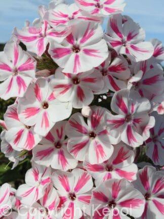 Phlox Twister - bag