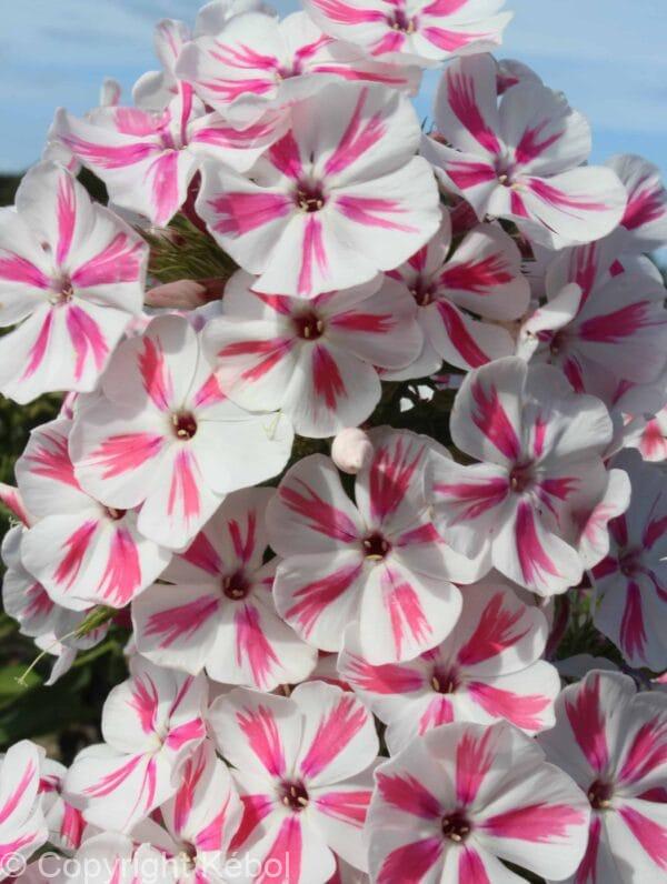 Phlox Twister