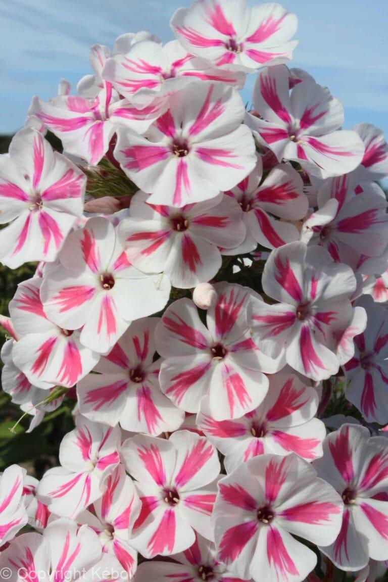 Phlox Twister