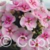 Phlox Younique Bicolor