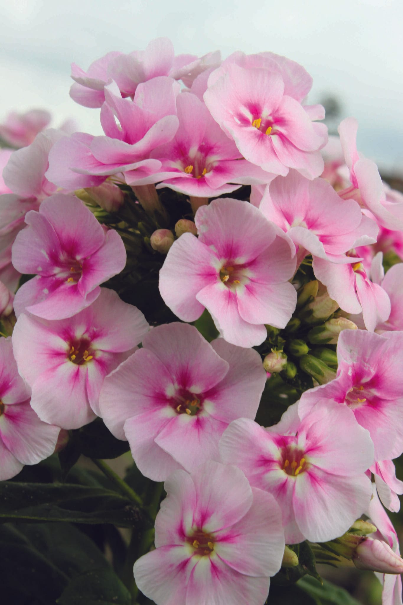 Phlox Younique Bicolor