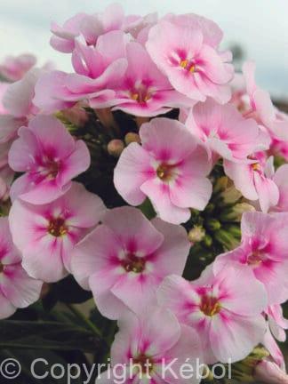 Phlox Younique Bicolor - case