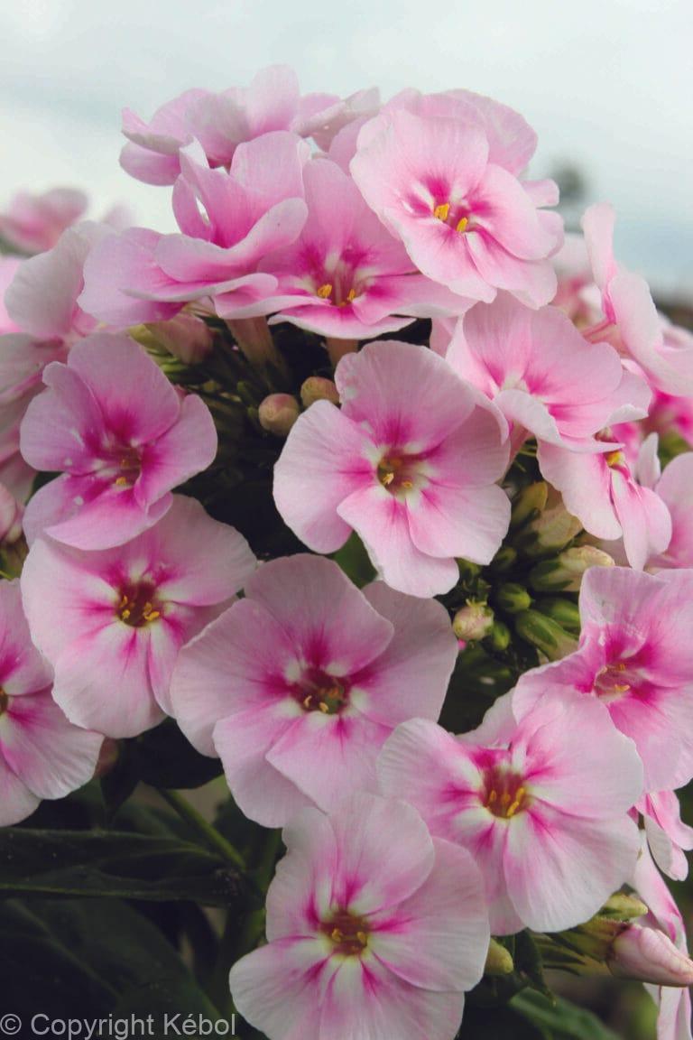 Phlox Younique Bicolor