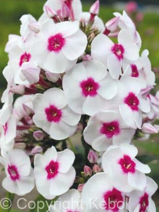 Phlox Younique Trendy - case