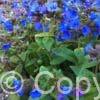 Pulmonaria Blue Ensign