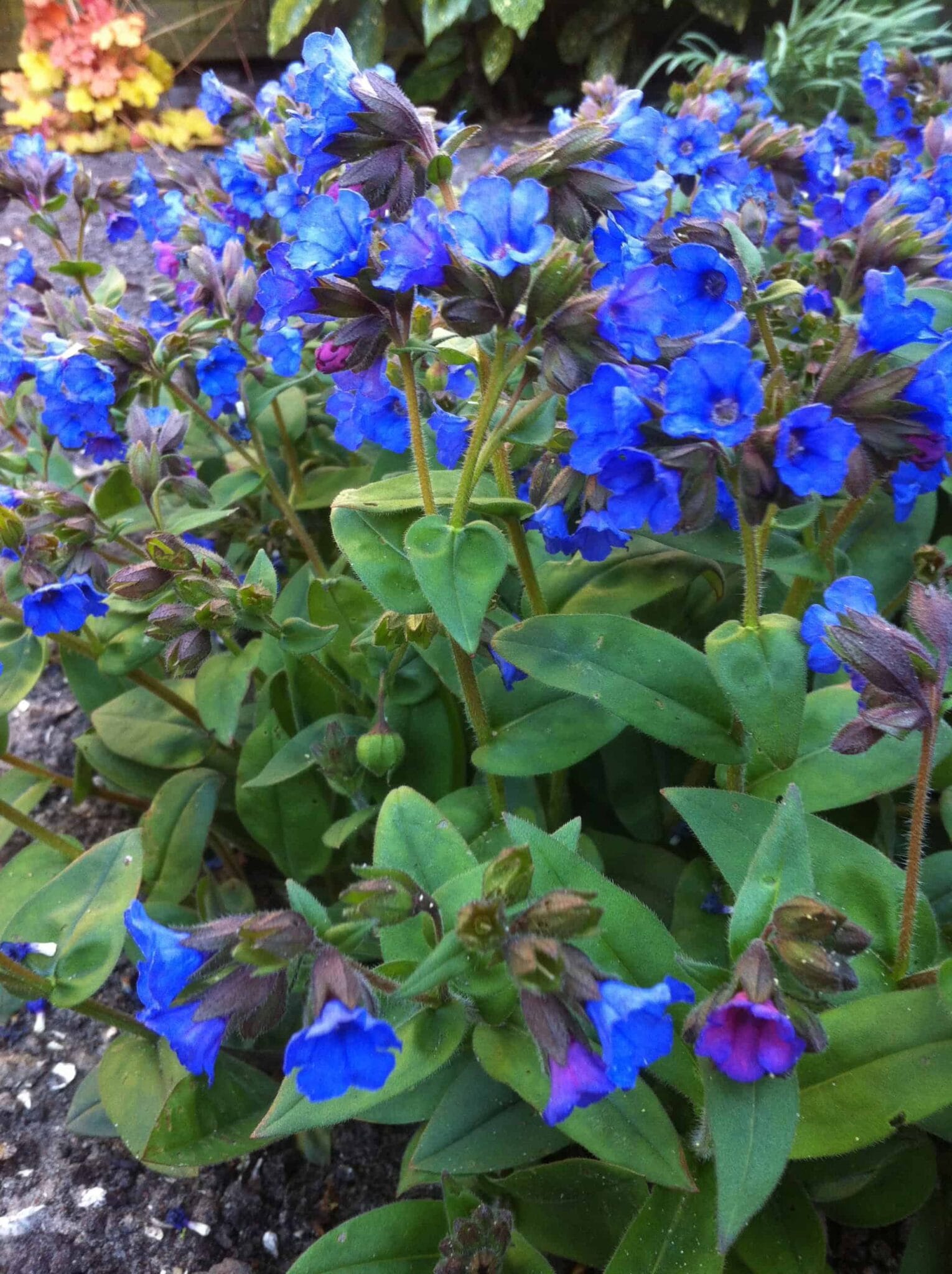 Pulmonaria Blue Ensign
