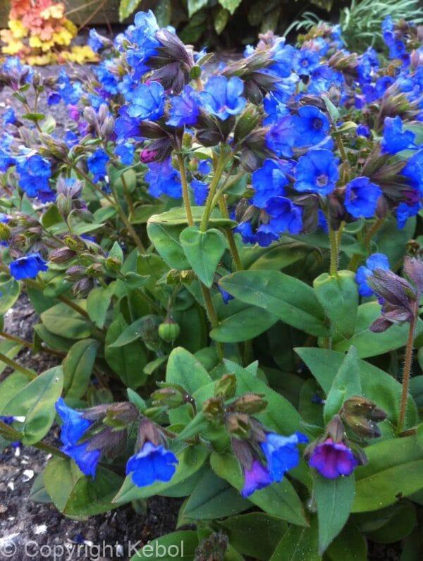 Pulmonaria Blue Ensign