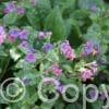 Pulmonaria Mrs Moon