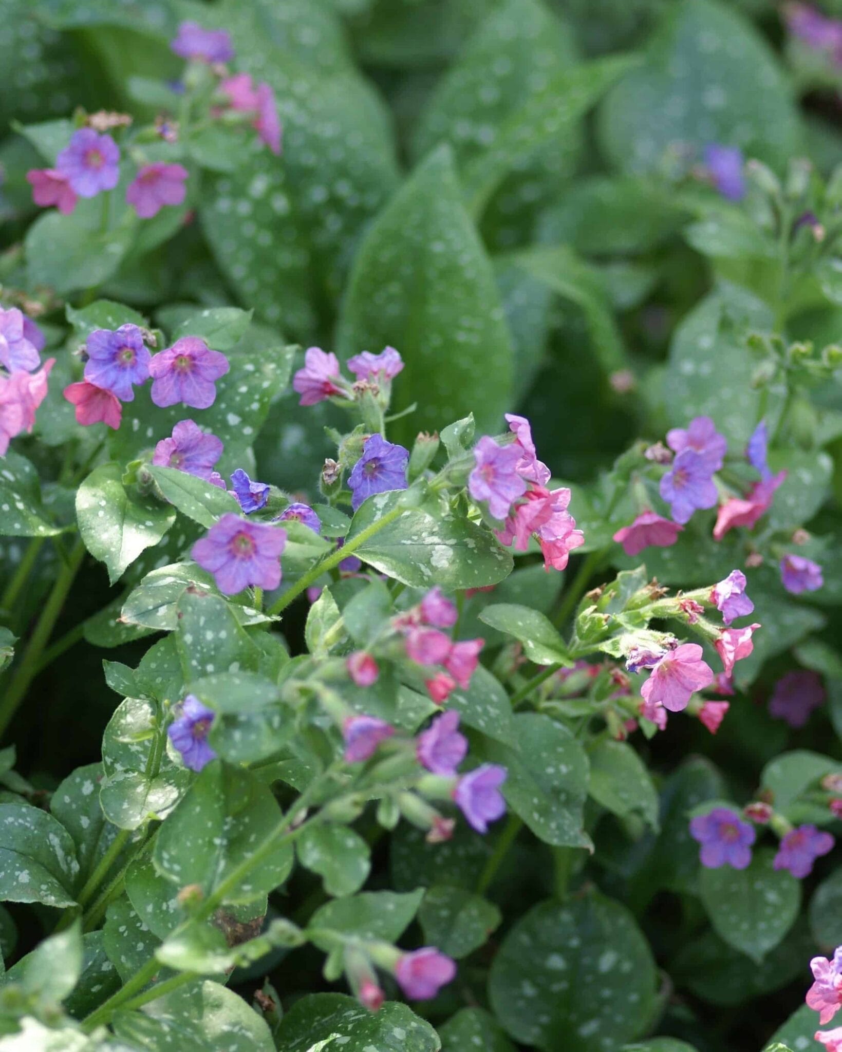 Pulmonaria Mrs Moon