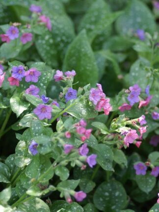 Pulmonaria Mrs Moon - bag