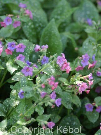 Pulmonaria Mrs Moon - bag