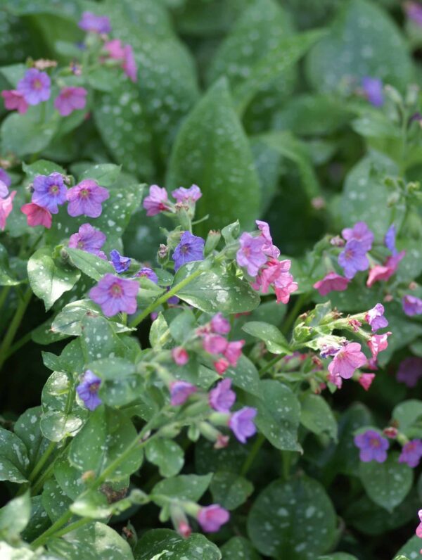 Pulmonaria Mrs Moon - case