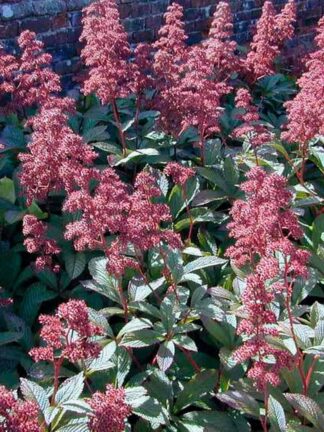 Rodgersia Superba - case