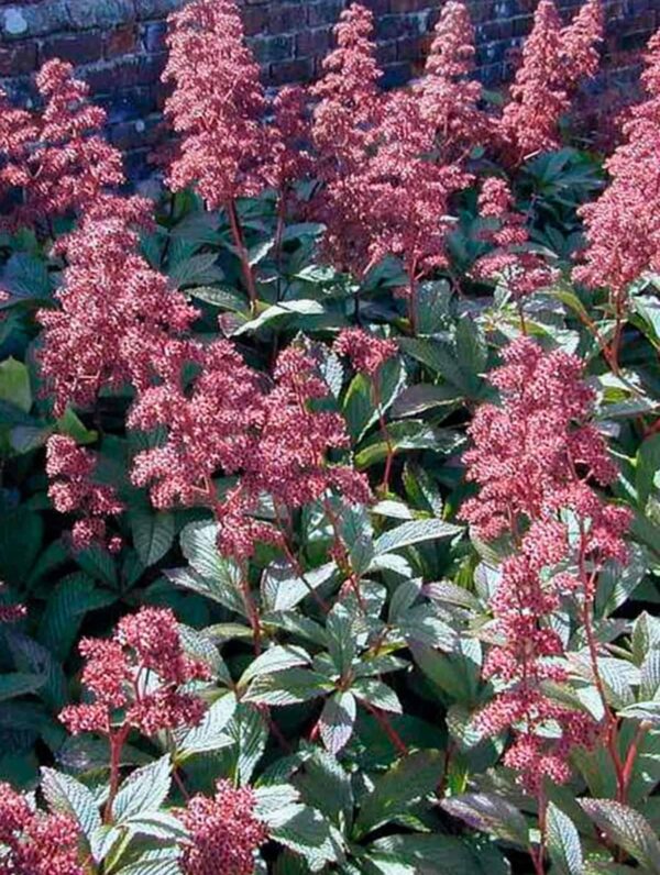 Rodgersia Superba - bag