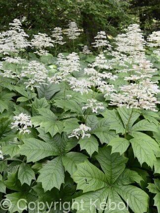 Rodgersia aesculifolia - case