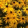 Rudbeckia Goldsturm