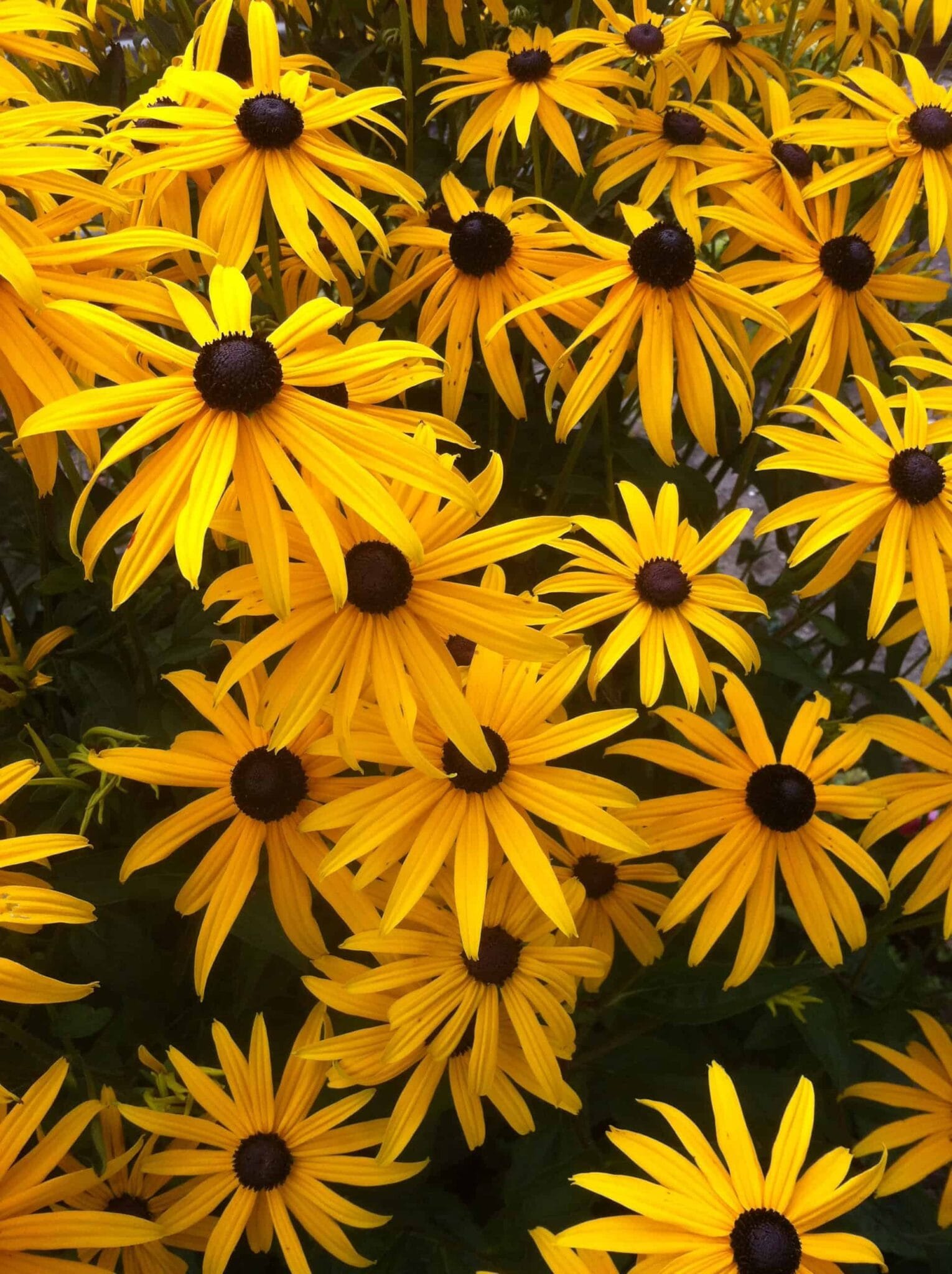 Rudbeckia Goldsturm