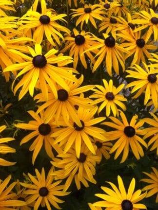 Rudbeckia Goldsturm - case