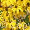 Rudbeckia Herbstsonne