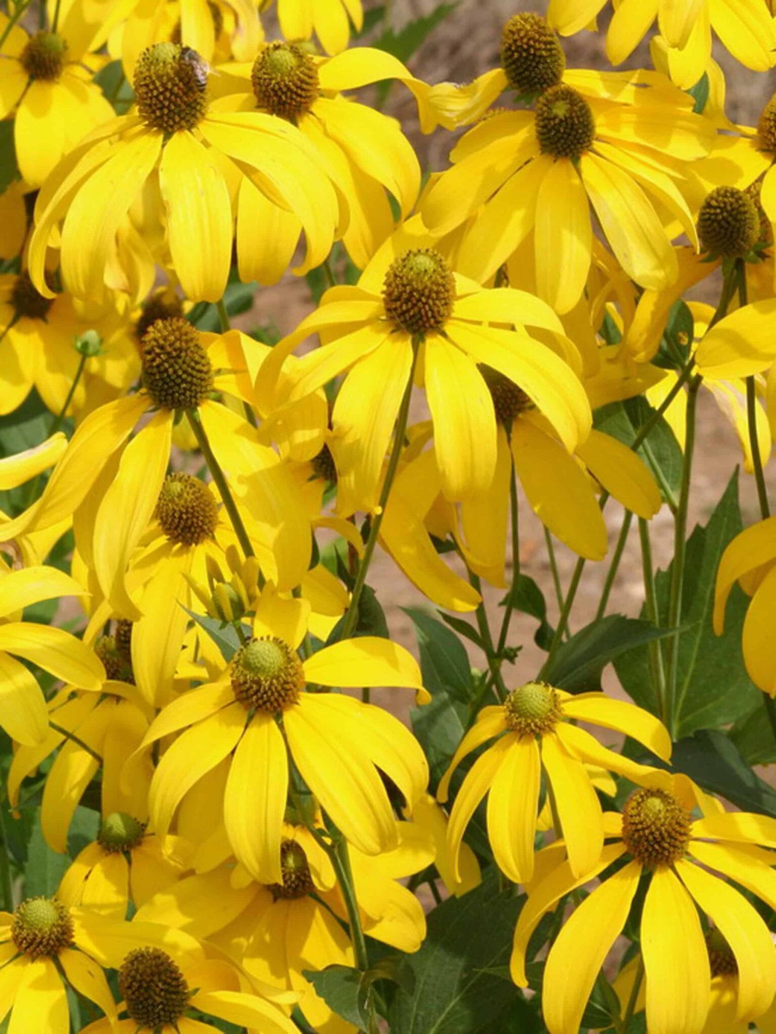 Rudbeckia Herbstsonne