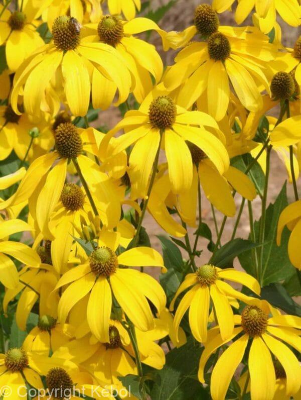 Rudbeckia Herbstsonne